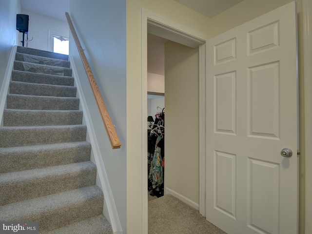 staircase featuring carpet flooring