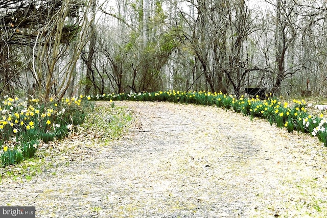 71 Fox Creek Ln, Woodville, VA 22749 - view of yard