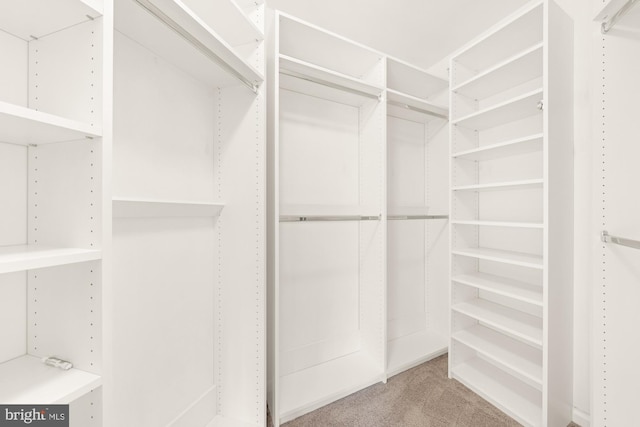 walk in closet featuring carpet