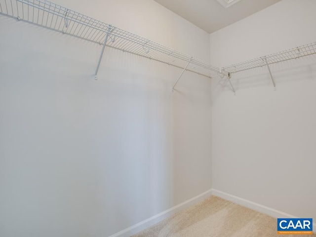 spacious closet featuring carpet