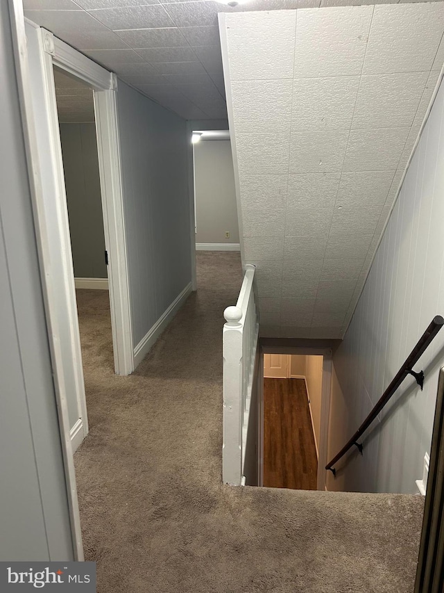 staircase featuring carpet and wooden walls