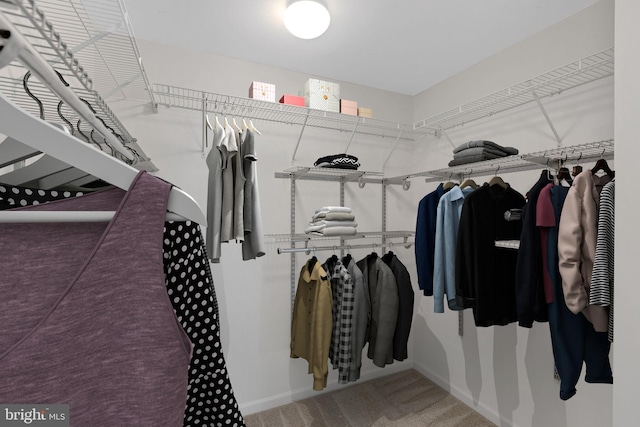 spacious closet featuring carpet flooring