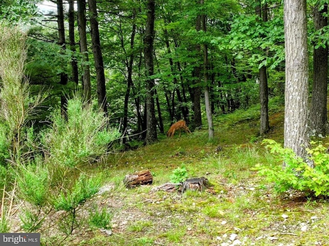 48 W 3rd St, Everett, PA 15537 - view of nature