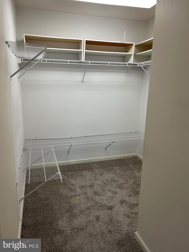 walk in closet with carpet