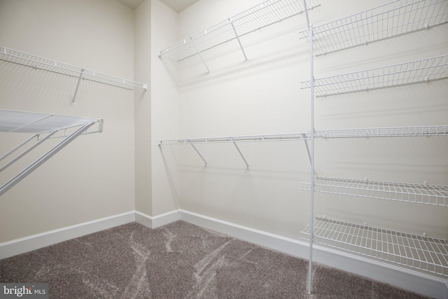 walk in closet featuring carpet flooring