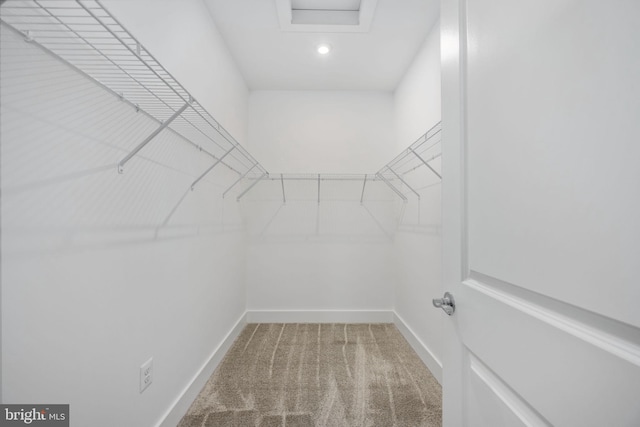 walk in closet with carpet floors