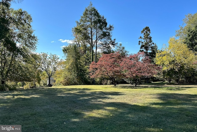 view of yard