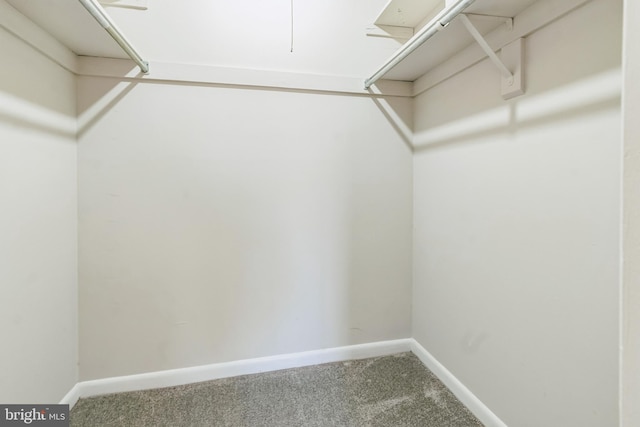 walk in closet with carpet floors