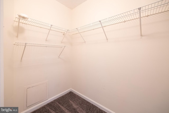 spacious closet with carpet flooring