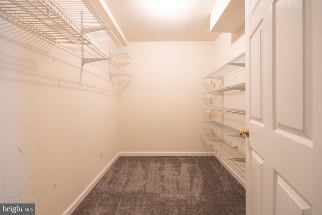 walk in closet featuring carpet floors