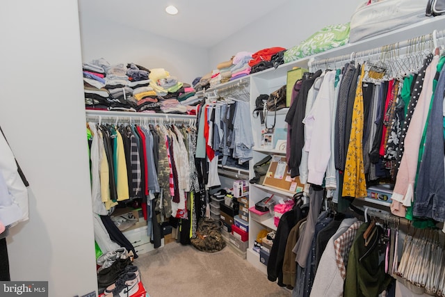 walk in closet with carpet flooring