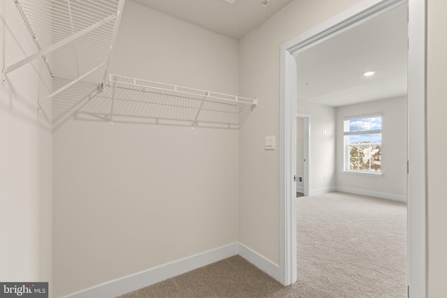 spacious closet featuring carpet floors