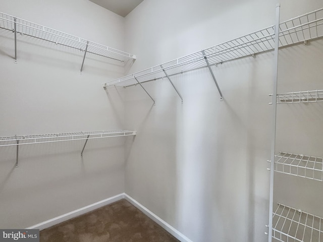 walk in closet with carpet