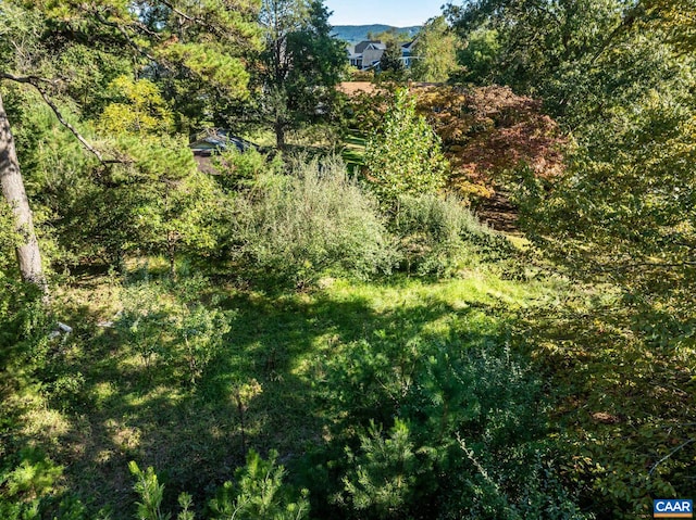 view of local wilderness