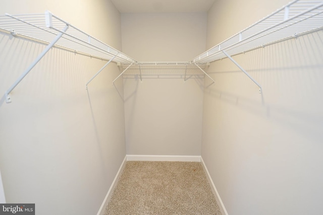 spacious closet with carpet flooring