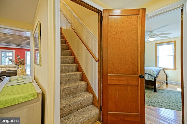 stairs with ceiling fan, wood-type flooring, and plenty of natural light