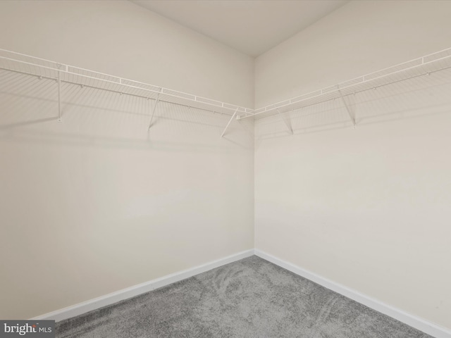 walk in closet with carpet floors