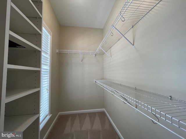 spacious closet with carpet