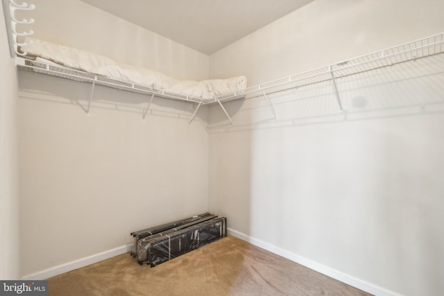 spacious closet featuring carpet floors