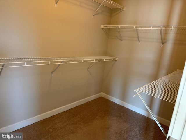 spacious closet featuring carpet floors