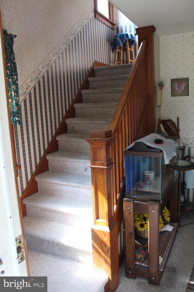 staircase featuring carpet floors