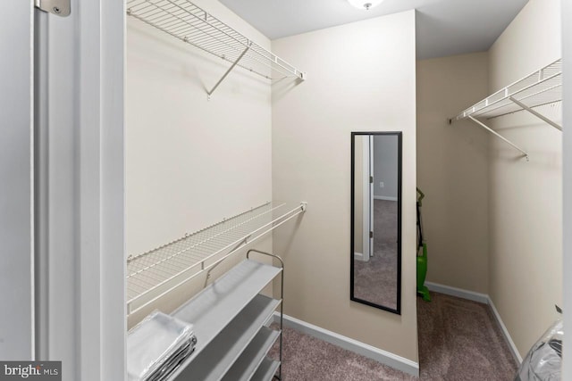 spacious closet featuring carpet flooring