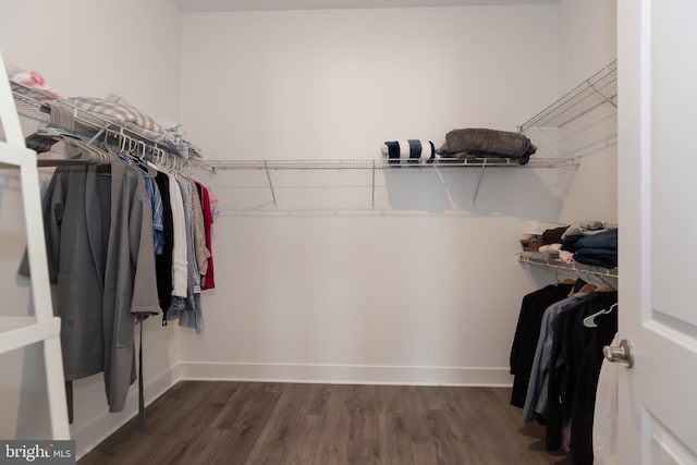 walk in closet with dark hardwood / wood-style flooring