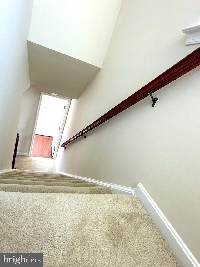 staircase featuring carpet floors