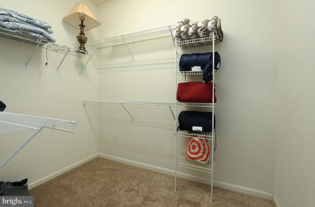 spacious closet featuring carpet