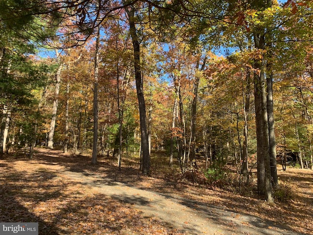 view of local wilderness