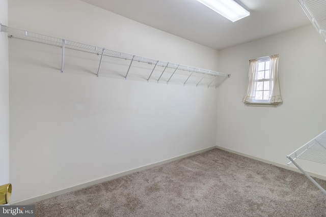 walk in closet featuring carpet floors