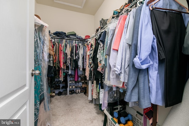 walk in closet with carpet flooring