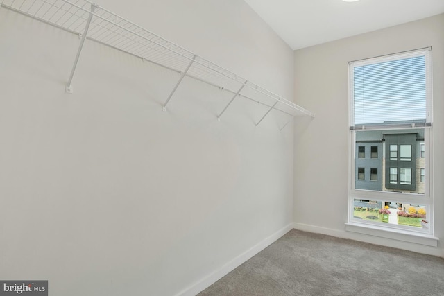 walk in closet featuring carpet floors