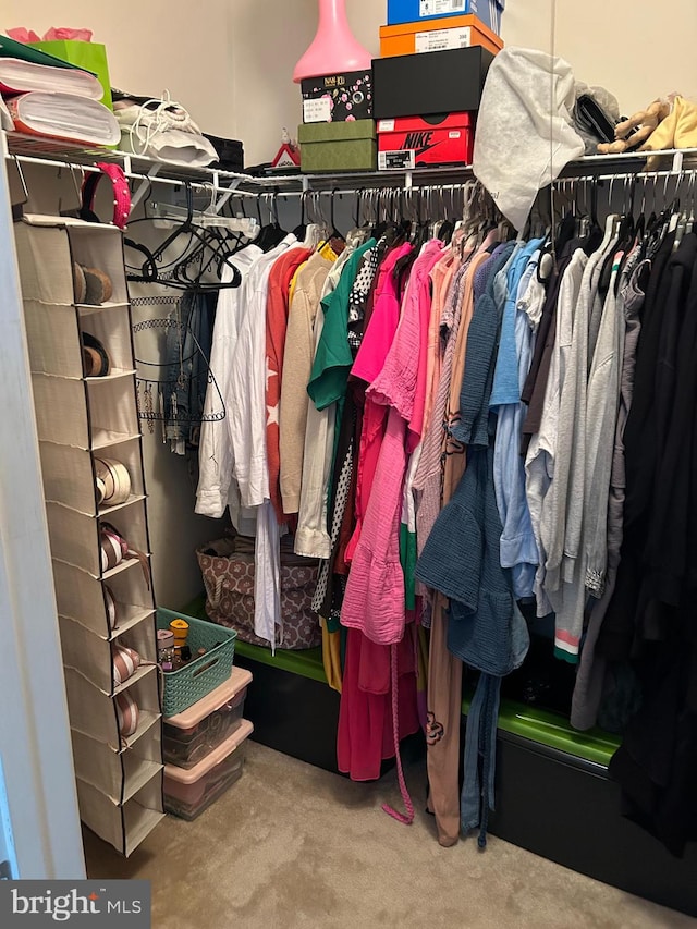 spacious closet featuring carpet