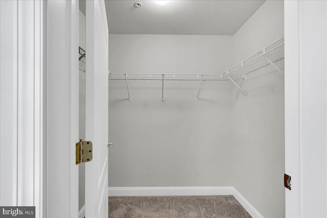 spacious closet featuring carpet