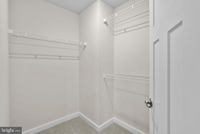 spacious closet featuring carpet floors