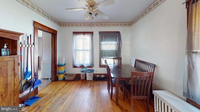 dining area featuring light hardwood / wood-style flooring, radiator, and ceiling fan