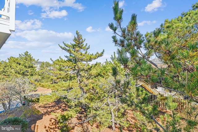 view of local wilderness