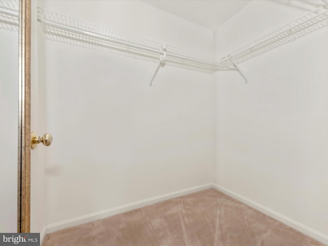 spacious closet featuring light colored carpet