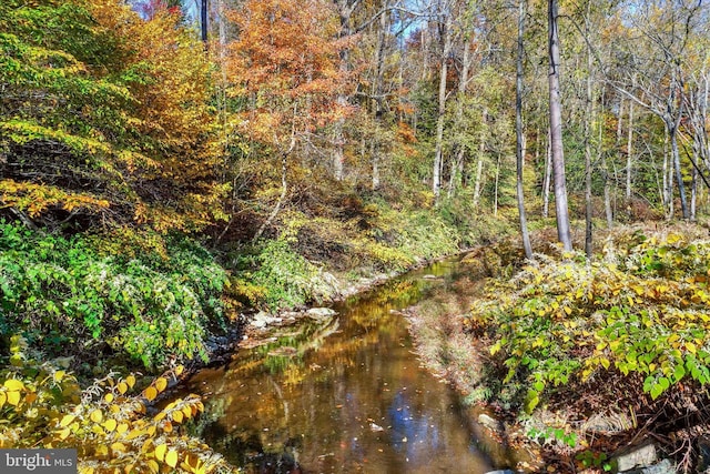 view of local wilderness