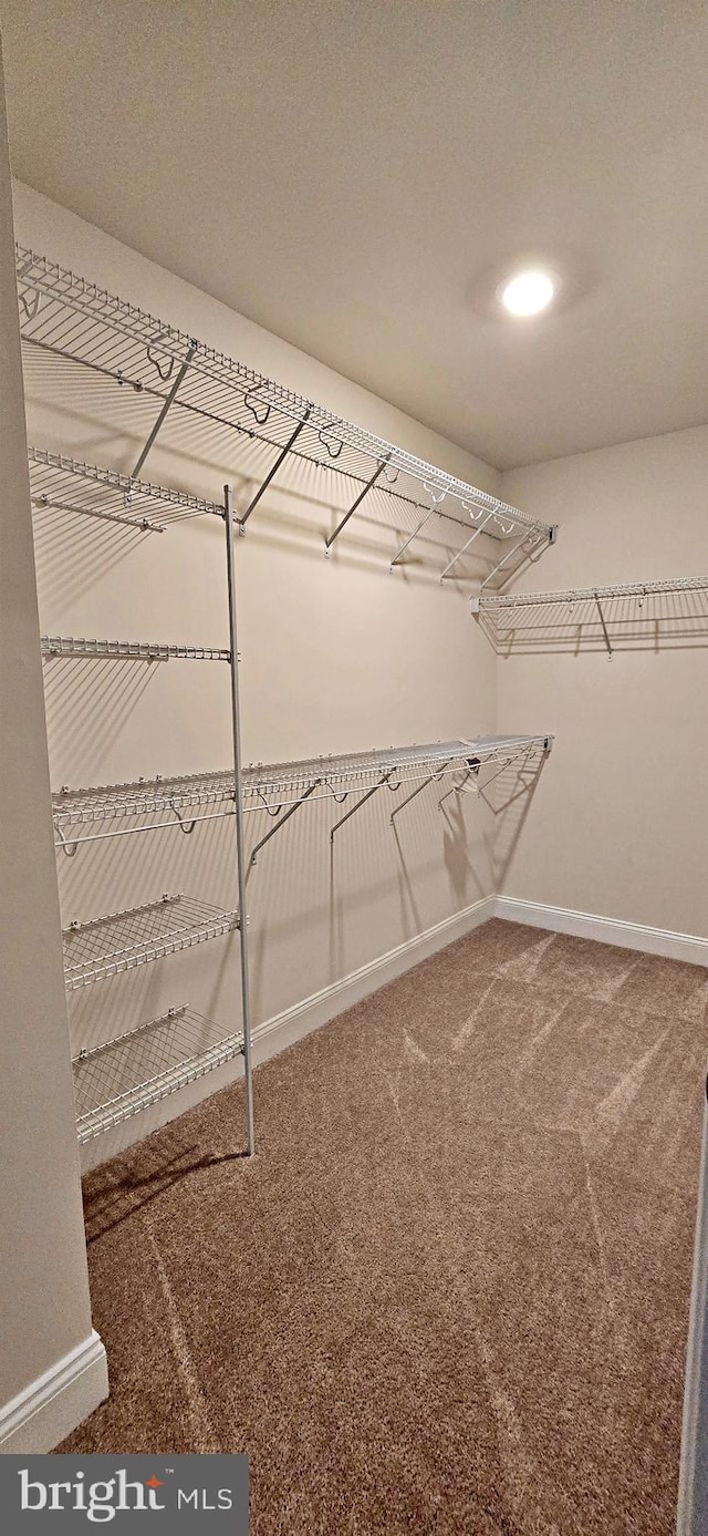 spacious closet with carpet floors