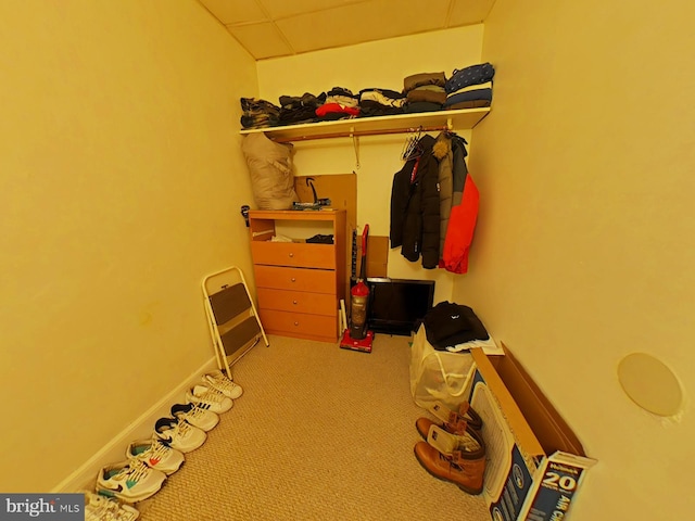 spacious closet featuring carpet