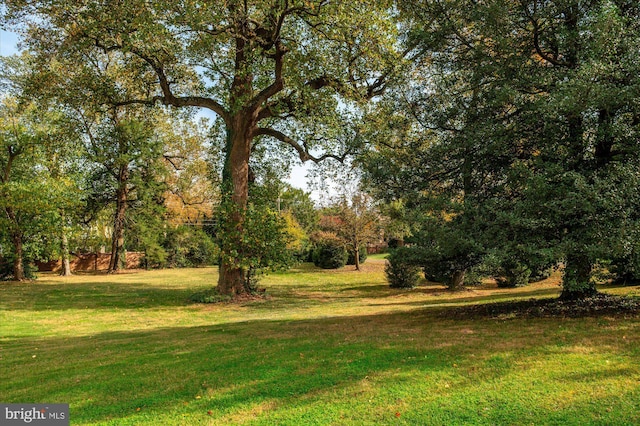 view of yard