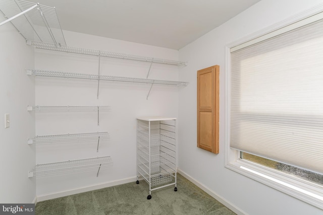 spacious closet featuring carpet