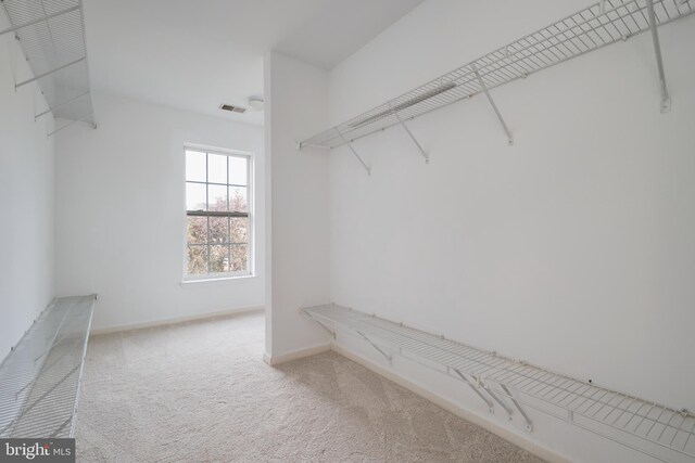 spacious closet featuring carpet flooring