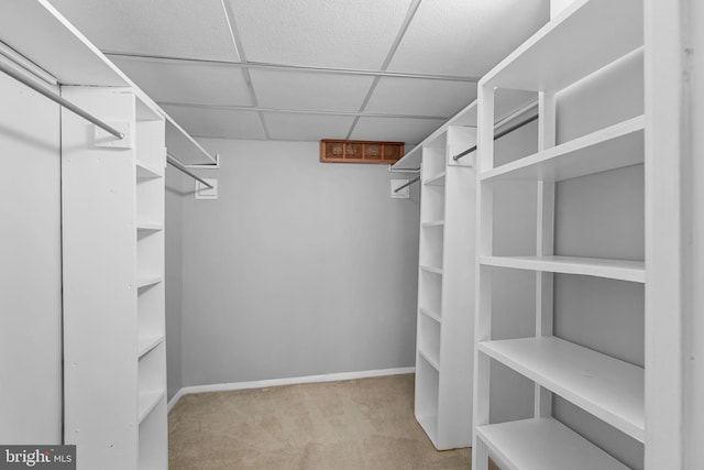 walk in closet featuring a paneled ceiling and light colored carpet