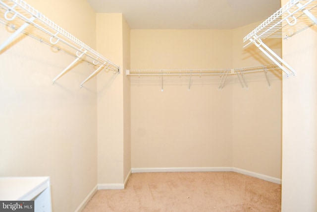 spacious closet featuring carpet