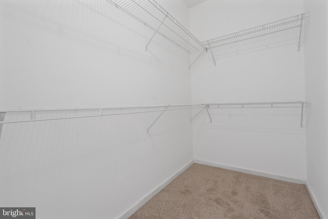 spacious closet featuring carpet