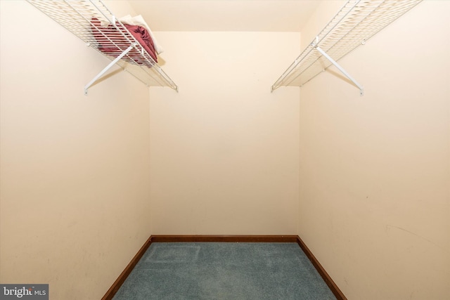 walk in closet featuring carpet flooring