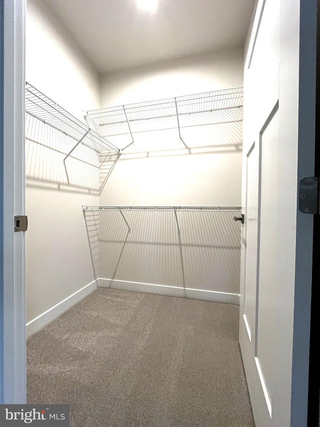 walk in closet featuring carpet flooring